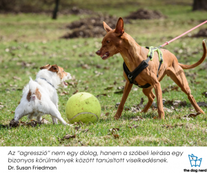 két kutya morog egymásra egy labda fölött